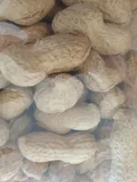 Arachides coques grillées