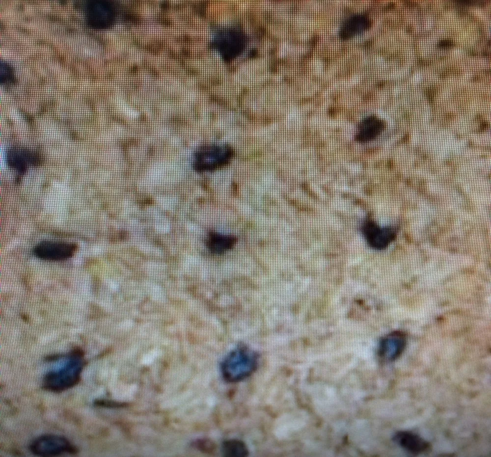 Pissaladière