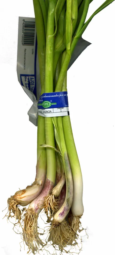 Ajos tiernos