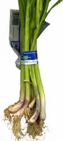 Ajos tiernos