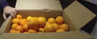Oranges Biologiques (Naveline)