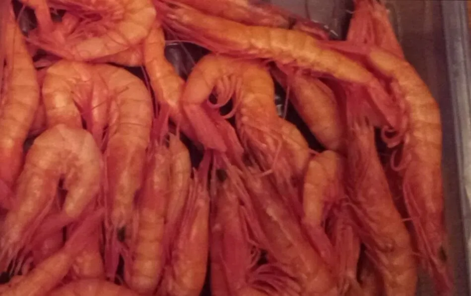 Gamba blanca