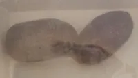 Dátiles Medjoul
