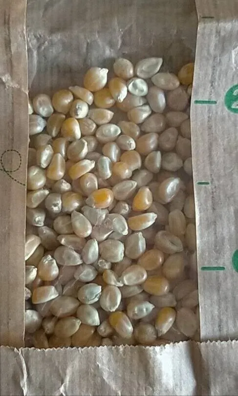 Maïs à pop-corn