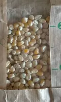 Maïs à pop-corn