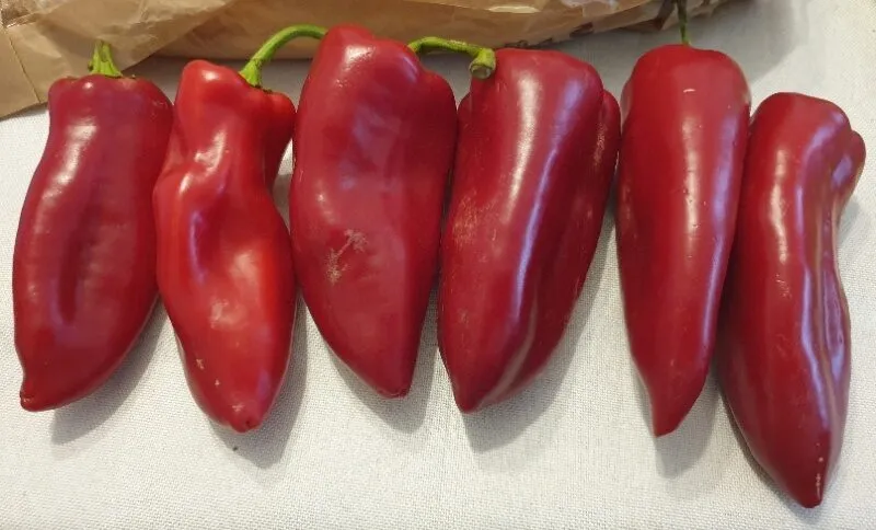 Pimiento italiano rojo