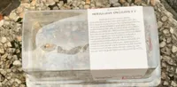 Merveilleux Specullos X 2