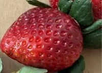Fragola Matera