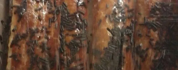 Flauta cacao
