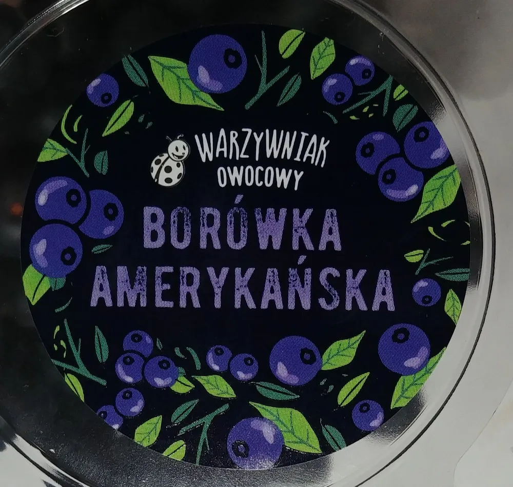 Borówka amerykańska odmiany Brightwell