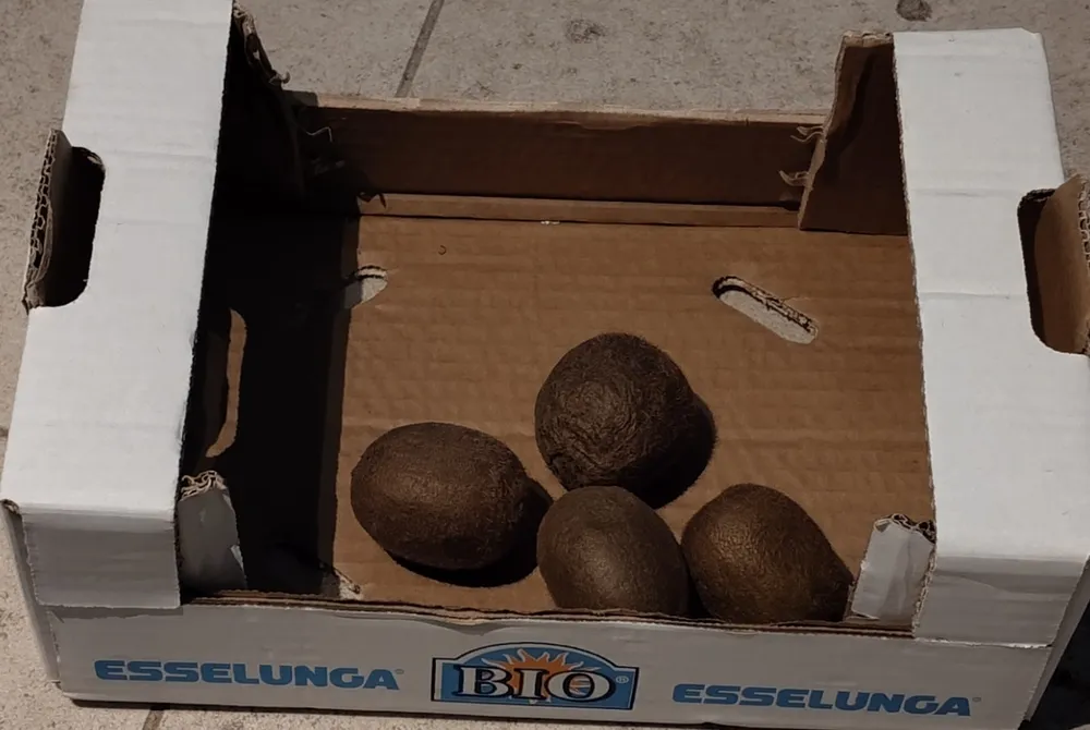 Kiwi biologici