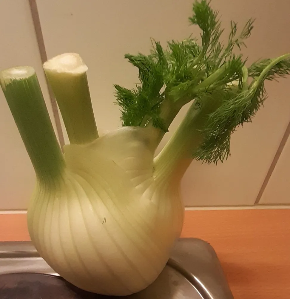 Fenchel