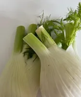 Fenchel