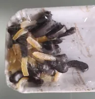 Filetti di arancio canditi ciok