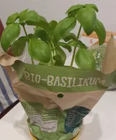 Bio Basilikum