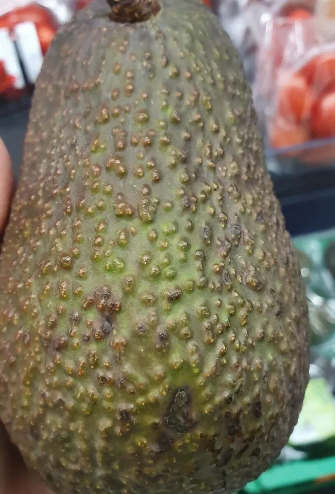 Aguacate