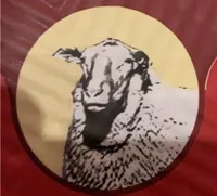 Oveja curado