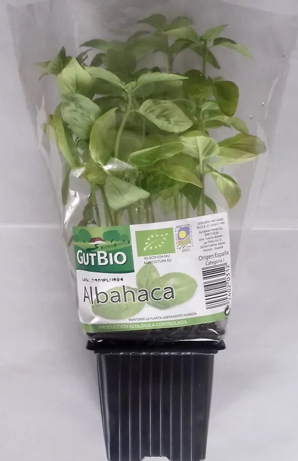 Albahaca