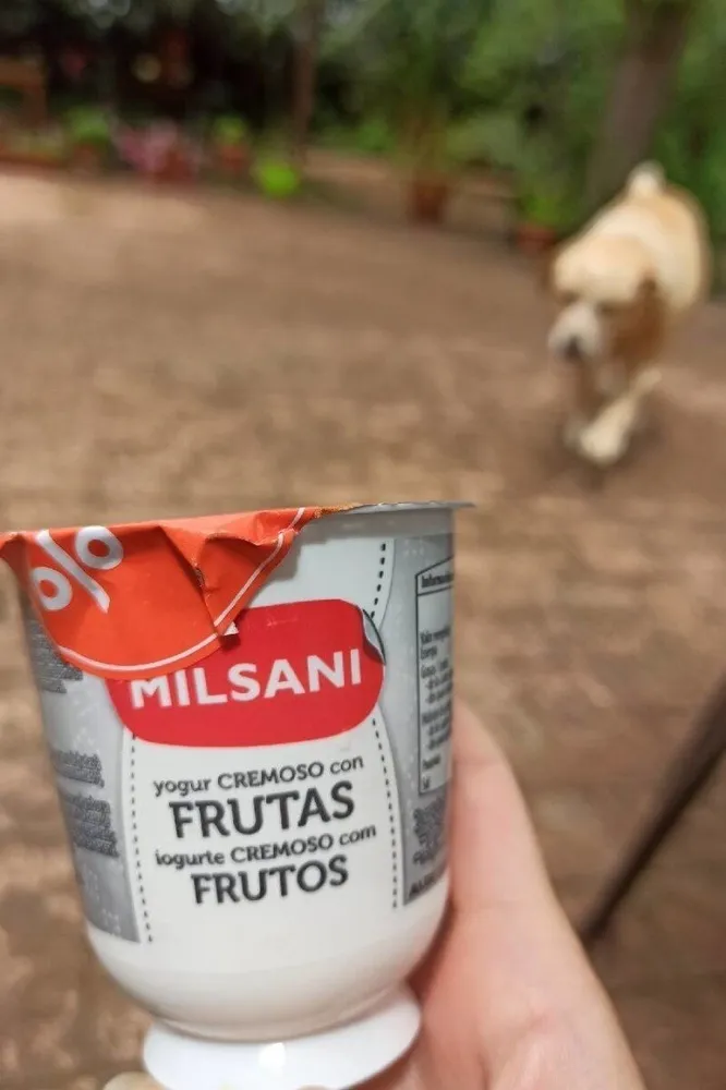 Yogur de frutas