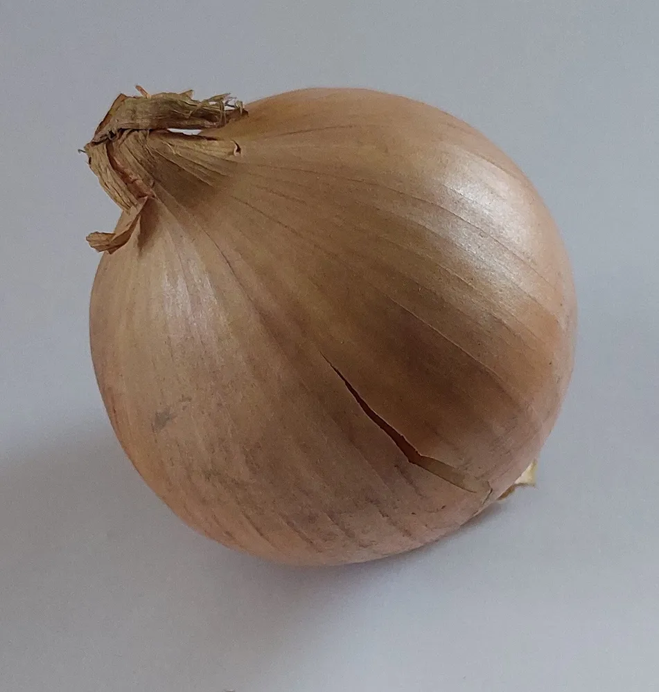 Cebula żółta, onion