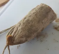 Saucisson Corse fumé