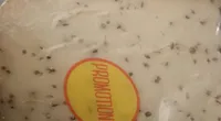 Gouda Holland au cumin igp