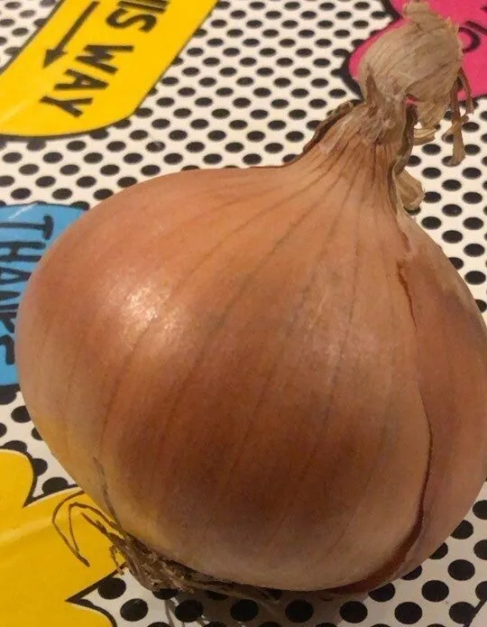 Cebolla de Figueres