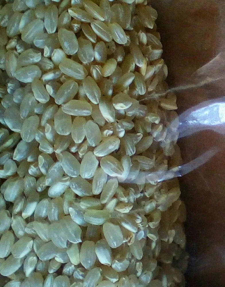 Riz rond complet