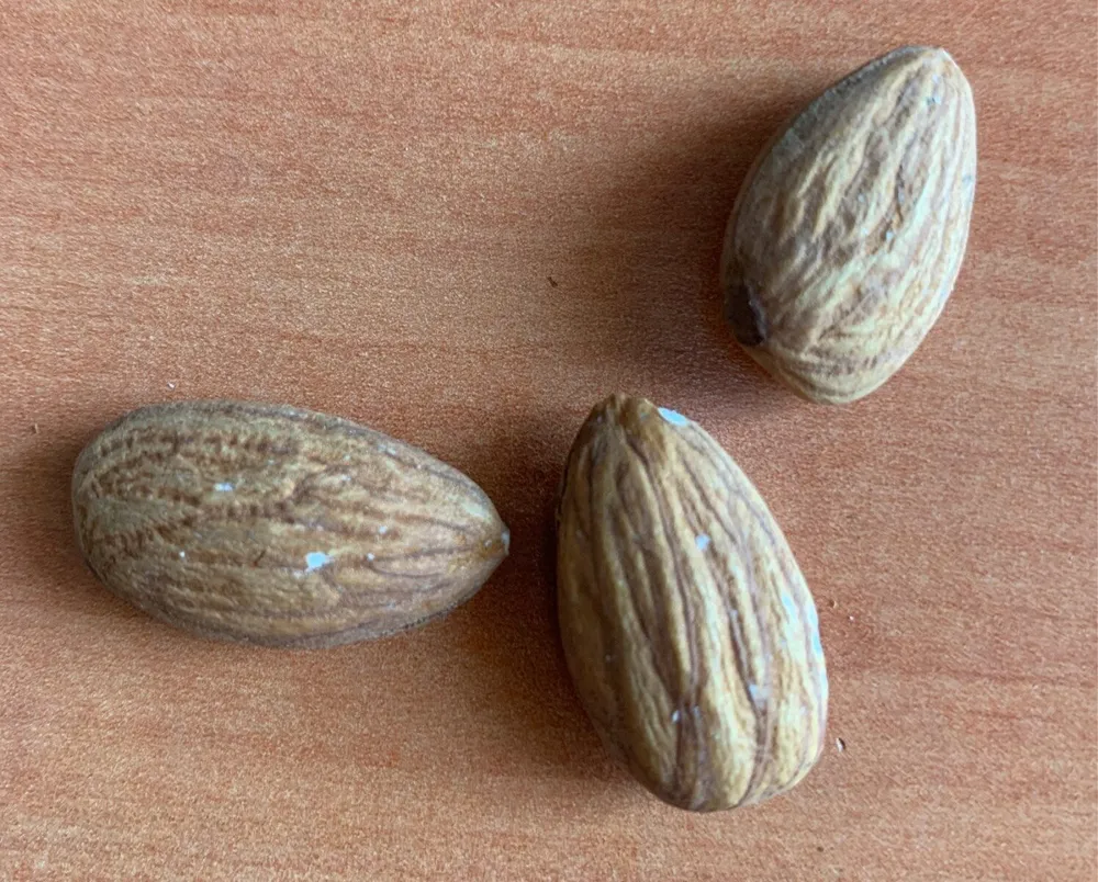Amandes décortiquées