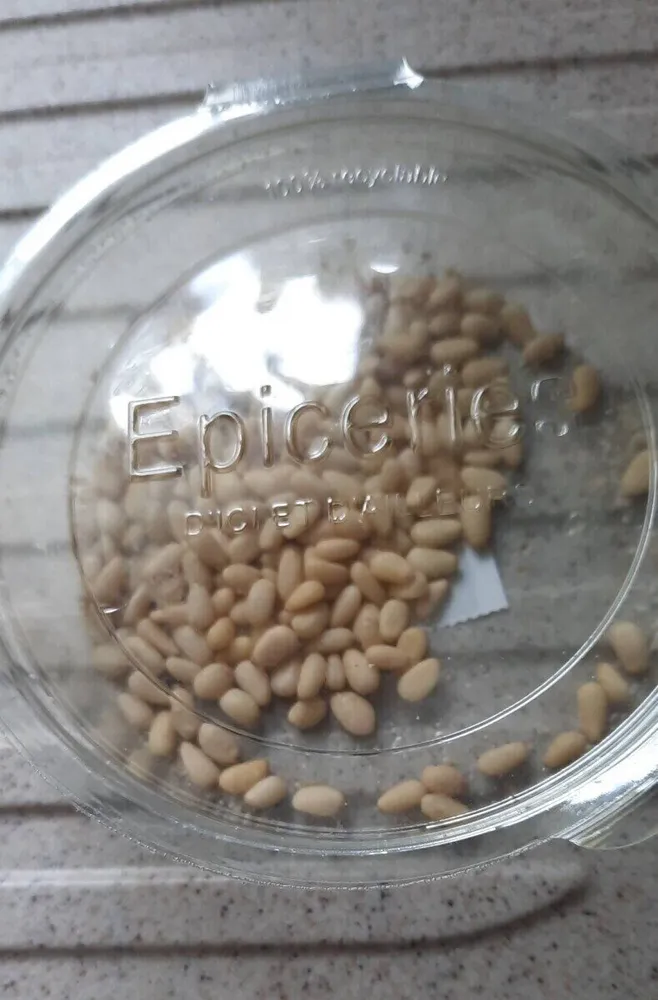 Pignon de pin
