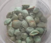 Aracjide wasabi