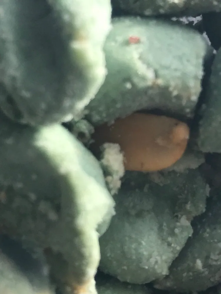 Arachide wasabi