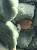 Arachide wasabi