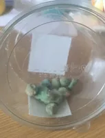 Blueberries