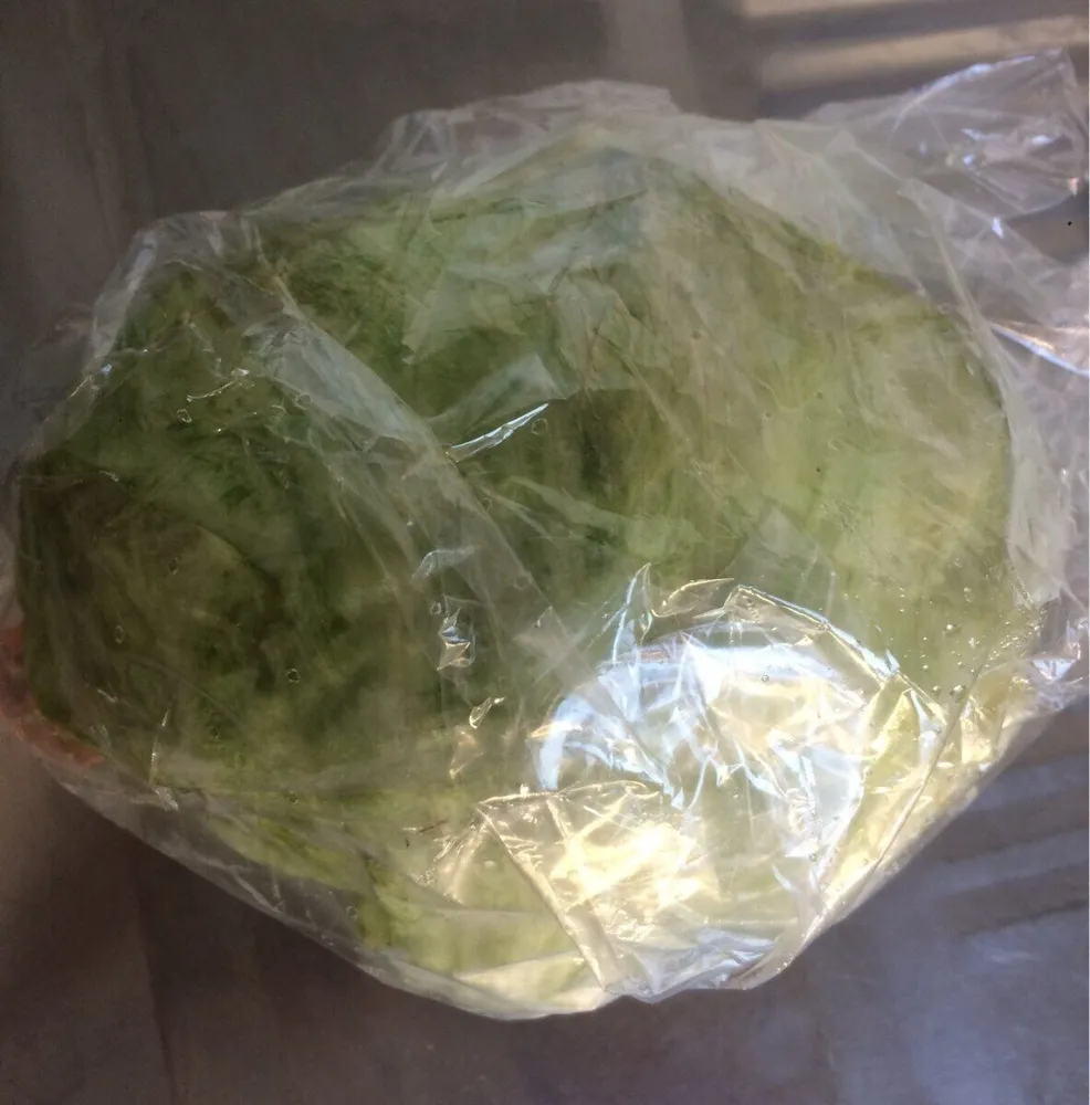 Laitue Iceberg