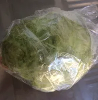 Laitue Iceberg
