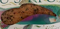 Trota salmonata affumicata