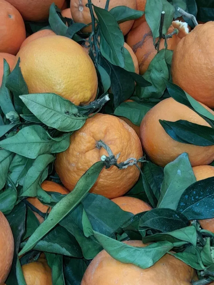 Oranges du Portugal