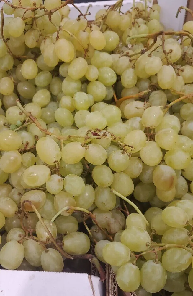 Raisin blanc italie