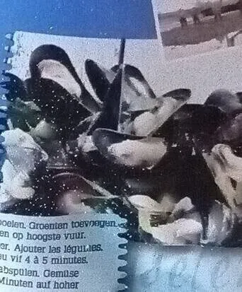 Moules fraiches de zelande