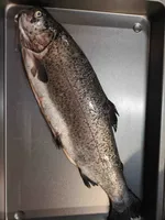 Lachsforelle (ausgenommen und küchenfertig) ganzer Fisch