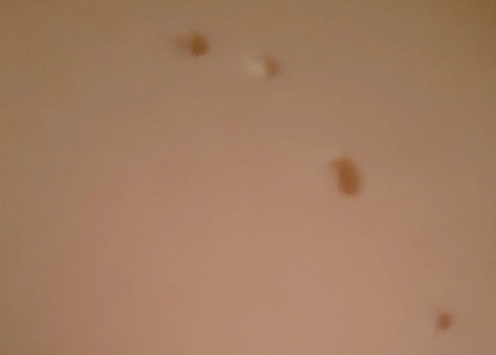 Provolone piquant