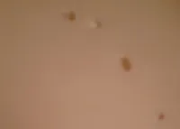 Provolone piquant