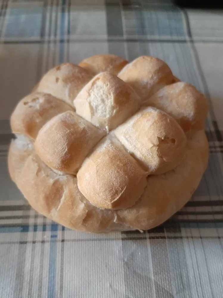 panino tartaruga