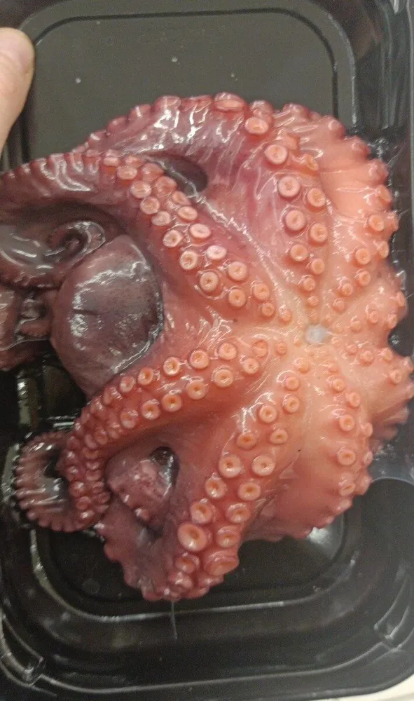 Polpo