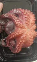 Polpo