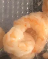 Queux de crevettes decortiquees cuites refrigerees