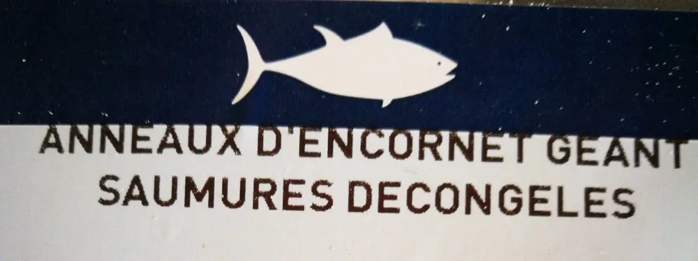 Anneaux d'encornet géant saumures