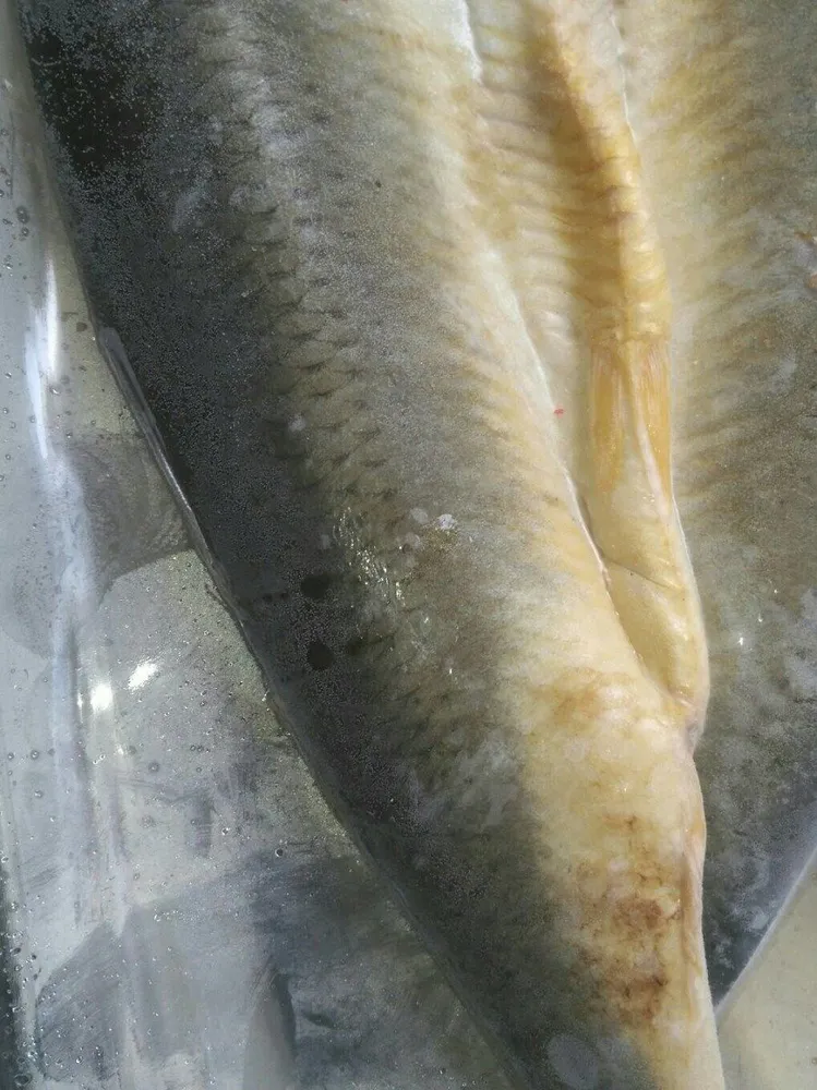 'kippers fumés