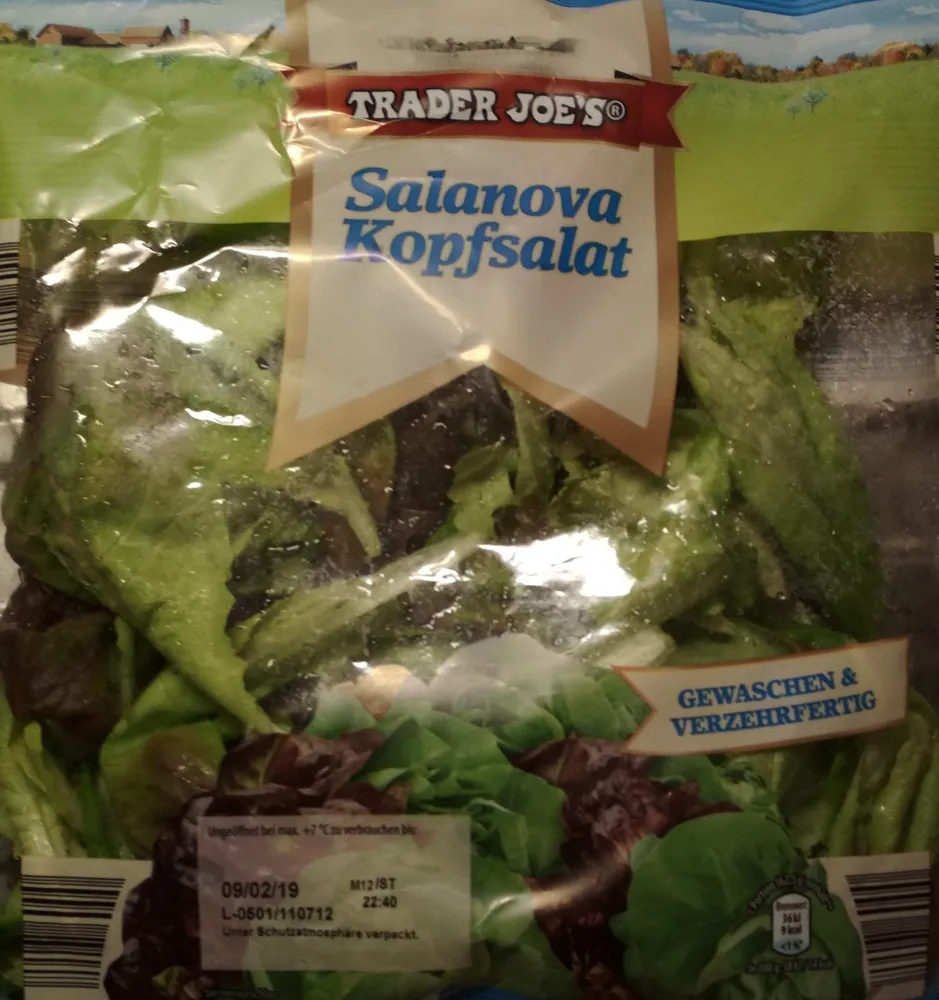 Salanova Kopfsalat